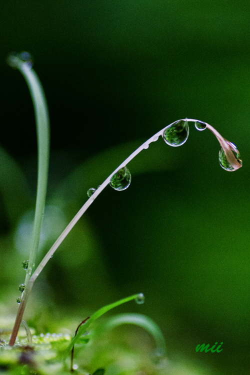 雫　その2