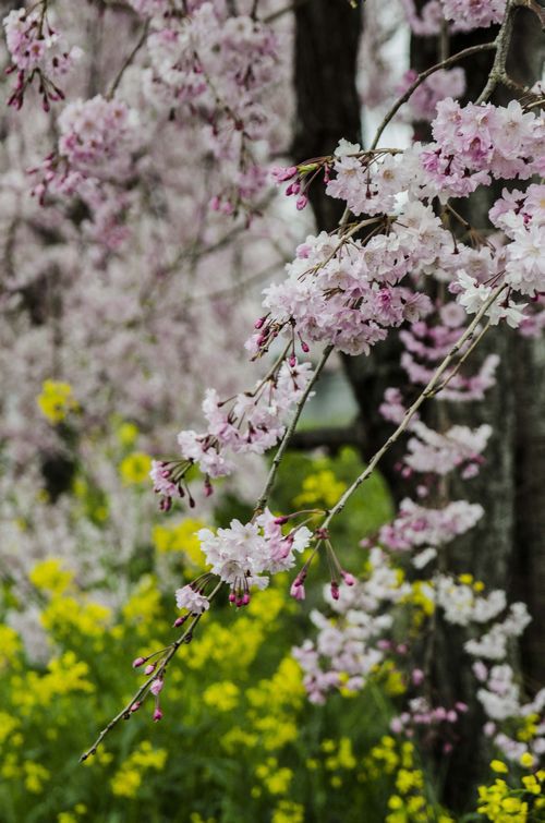 枝垂れ桜と菜の花