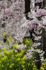 枝垂れ桜と菜の花