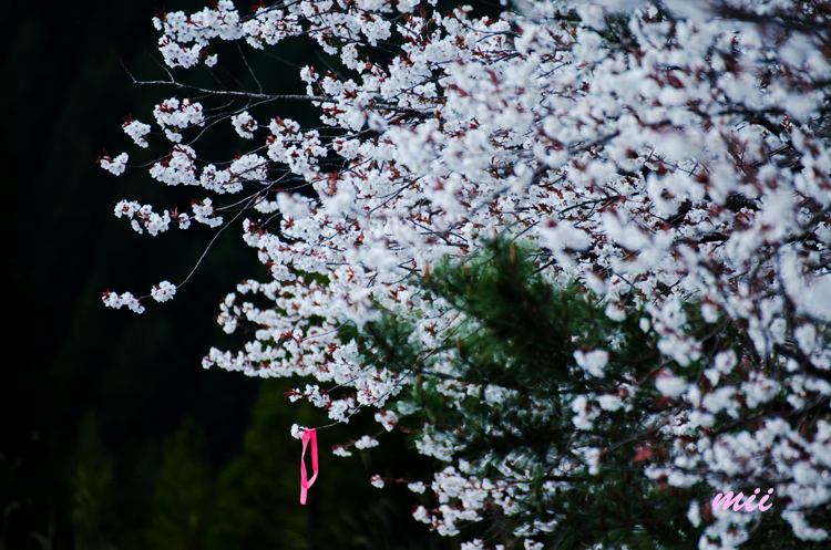 桜にリボン