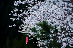 桜にリボン