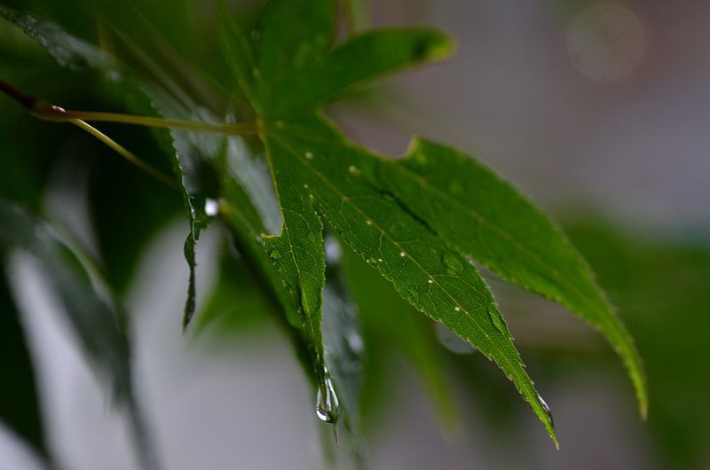 もみじ　雫