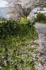 花びらが溜まってます