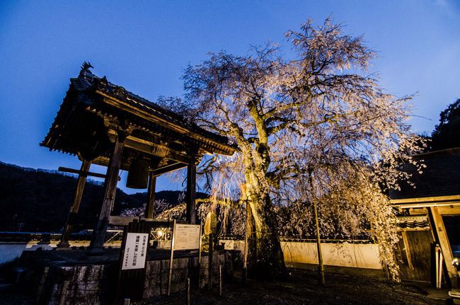 播磨一本堂  大糸桜. ライトアップ　その1