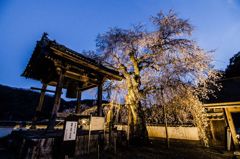 播磨一本堂  大糸桜. ライトアップ　その1
