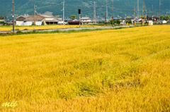 黄色