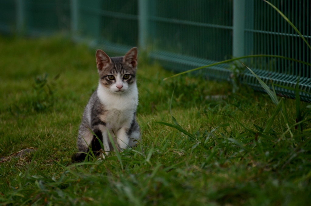 ねこ　その2