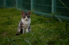 ねこ　その2