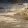 朝の雪原　その3