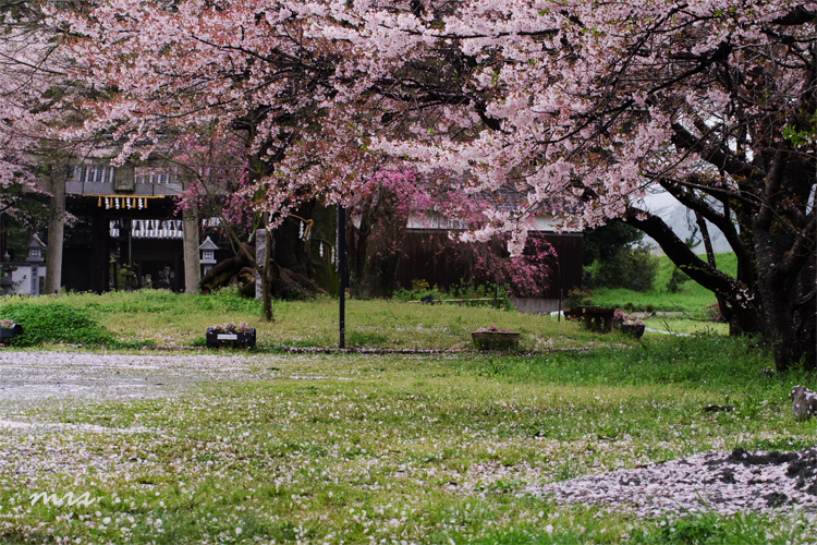 神社の桜