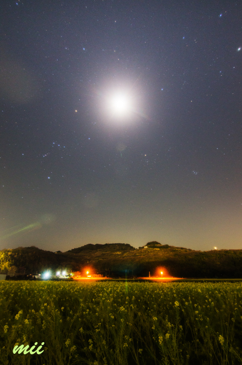 夜の菜の花畑　その1