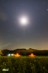 夜の菜の花畑　その1