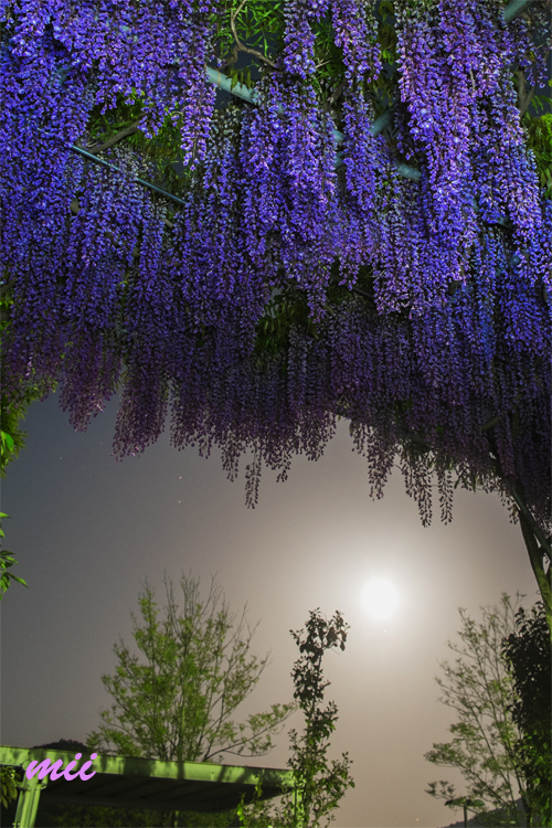 公園の藤　夜　その1