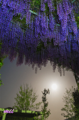 公園の藤　夜　その1
