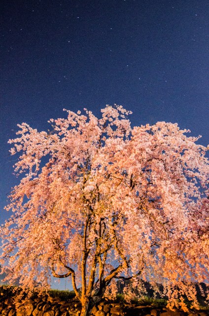 北斗七星と桜