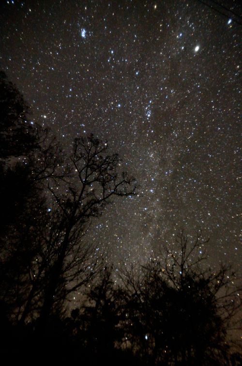 星空の下の木 その3