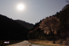月光浴　桜
