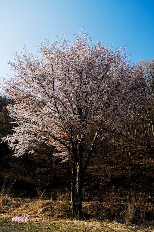 桜