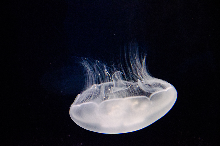 姫路市立水族館　くらげ　その2