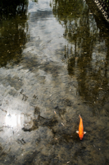 鯉