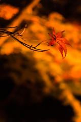 紅葉　ライトアップ　その2