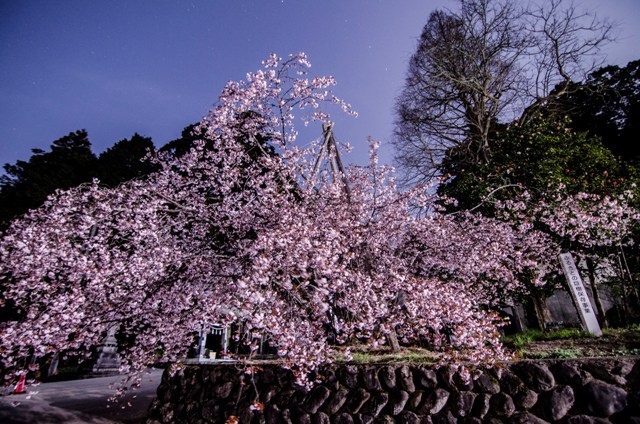 正福寺桜　その1