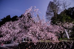 正福寺桜　その1