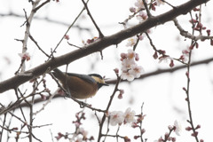 ヤマガラ