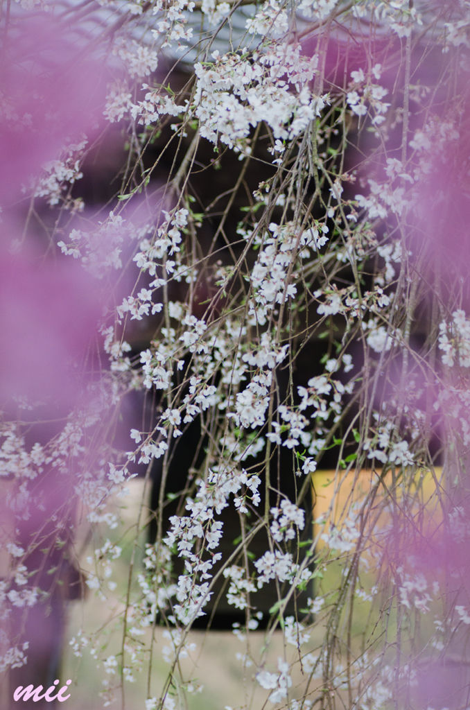 枝垂れ桜　その1