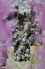 枝垂れ桜　その1