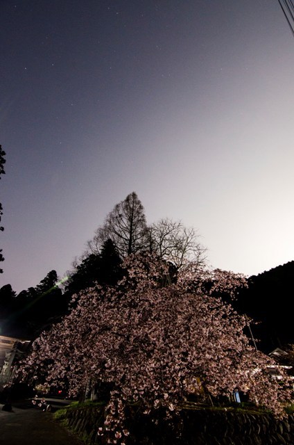 正福寺桜　その2