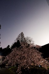 正福寺桜　その2