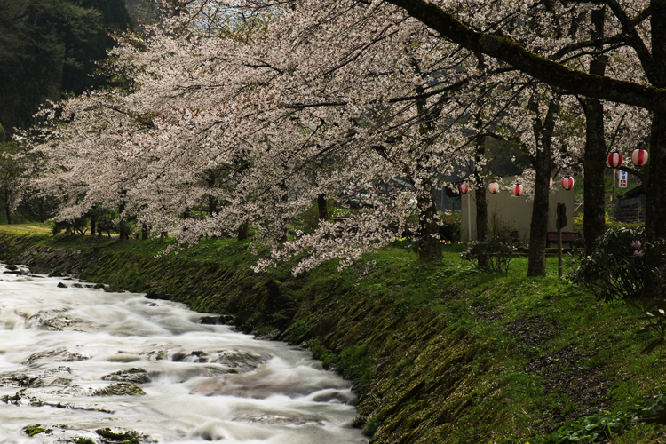 桜