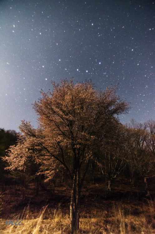 夜の桜