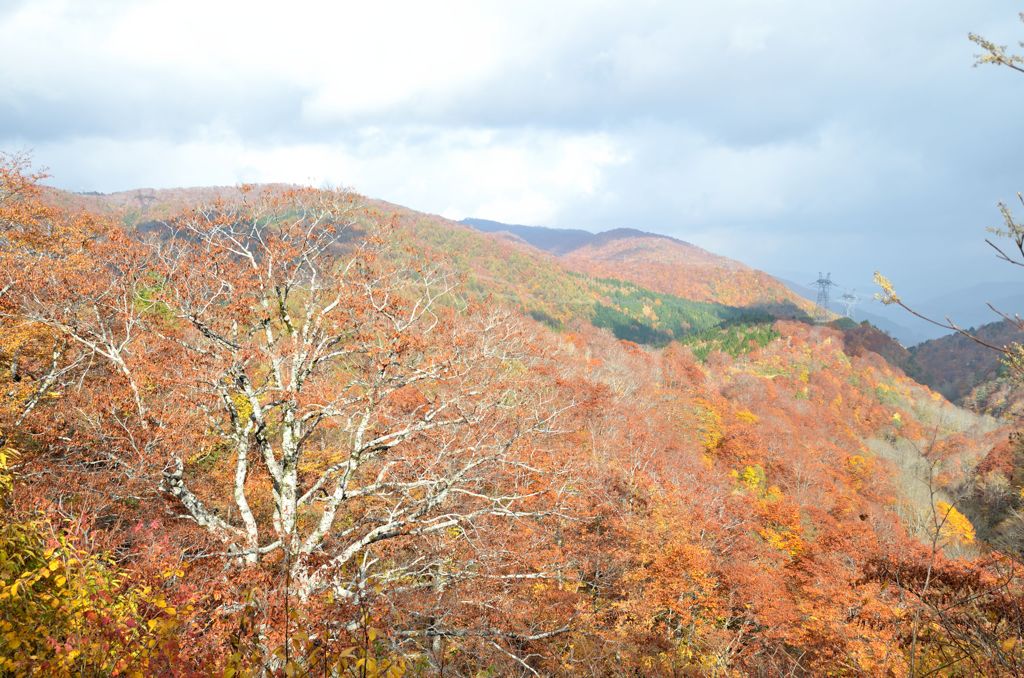 山の紅葉