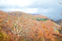 山の紅葉