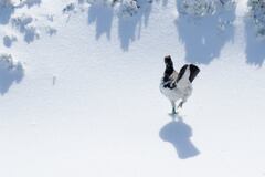 ライチョウ