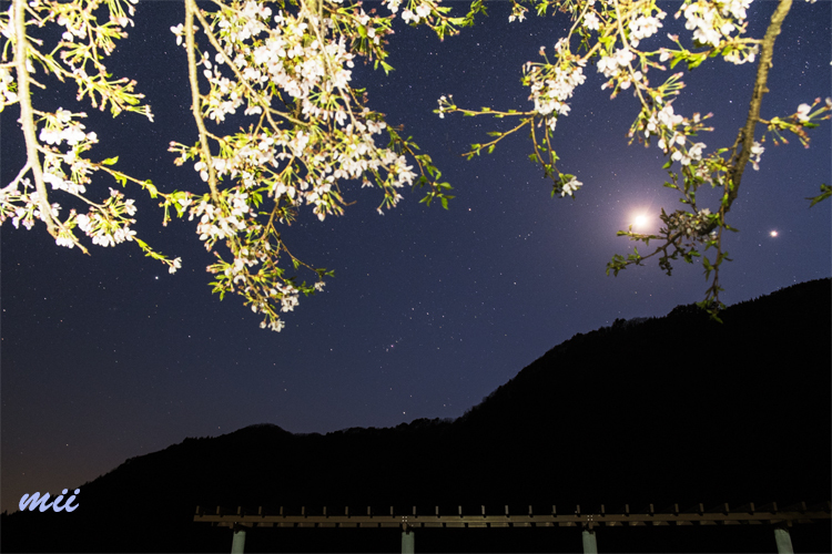 夜桜