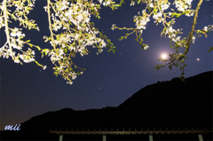 夜桜