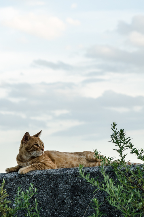 ねこ