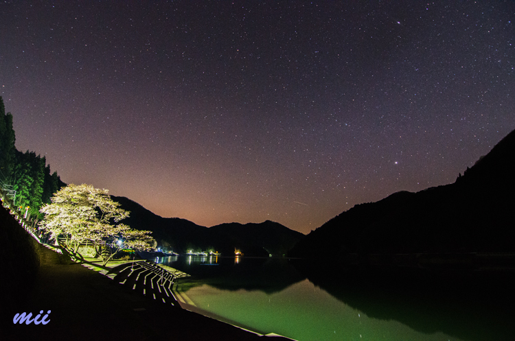 夜桜