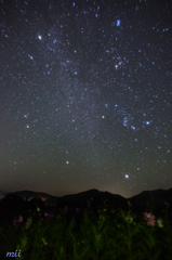 夜のコスモス