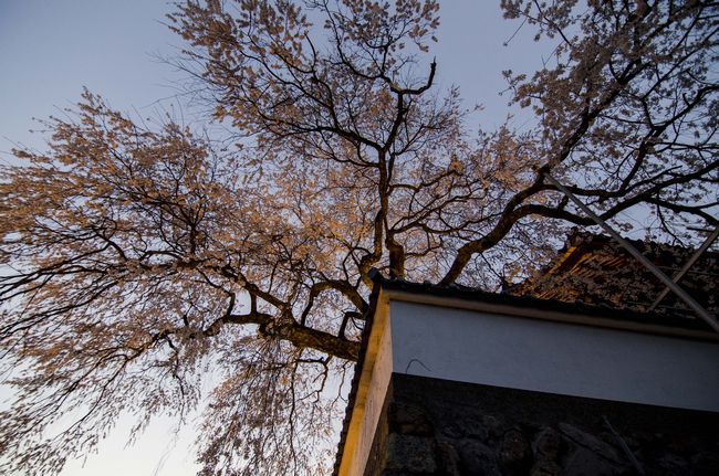 播磨一本堂 大糸桜 夕暮れ時　下から