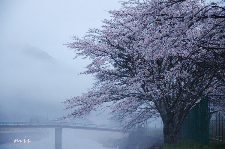 川霧に