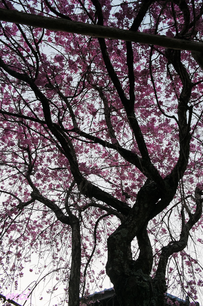 枝垂れ桜　その1