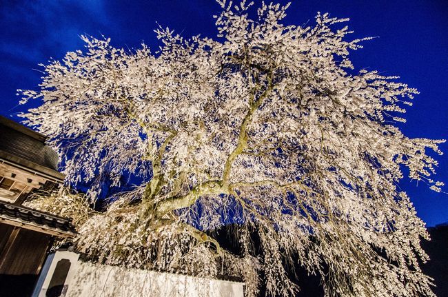 播磨一本堂  大糸桜. ライトアップ　その3