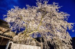 播磨一本堂  大糸桜. ライトアップ　その3