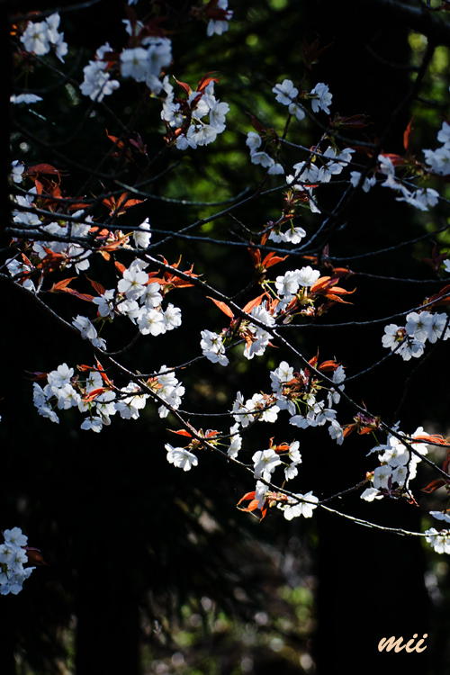 桜