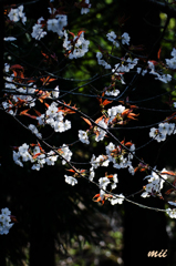 桜