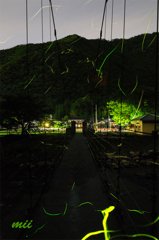 近所の神社のホタル　ゲンジ　その1